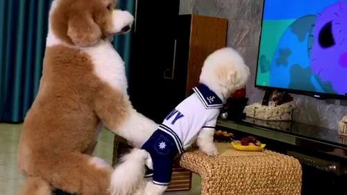 爆料奇葩狗狗视频在线观看,揭秘网络爆笑视频背后的萌宠瞬间 第3张 爆料奇葩狗狗视频在线观看,揭秘网络爆笑视频背后的萌宠瞬间 第3张